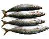 China Supplier Cheap Price frozen mackerel fish pacific mackerel best exporter For Sale