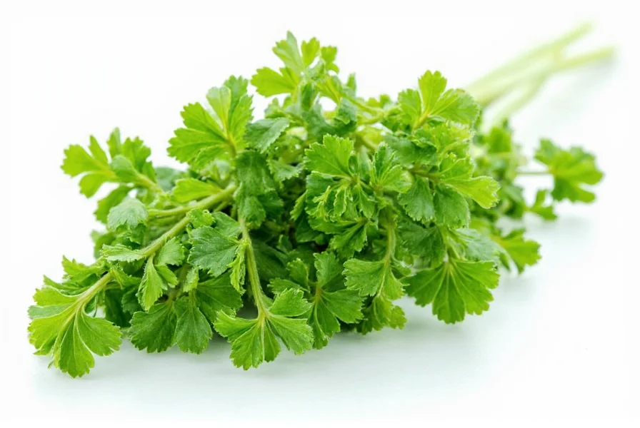 What Is Chervil Herb? Essential Guide to This Delicate Herb