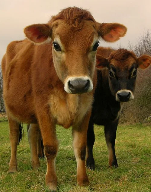 
Jersey cows oxes bulls 