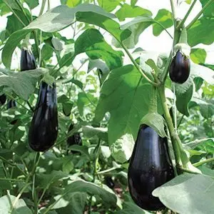 
Fresh Organic Eggplant 