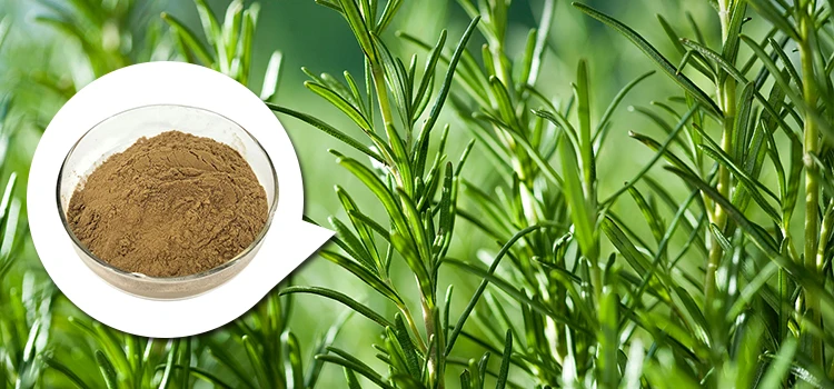 rosemary extract supplement rosemary extract rosemarinic acid 5%