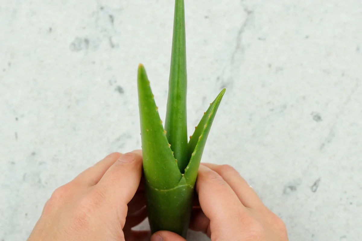 how to divide an aloe vera plant