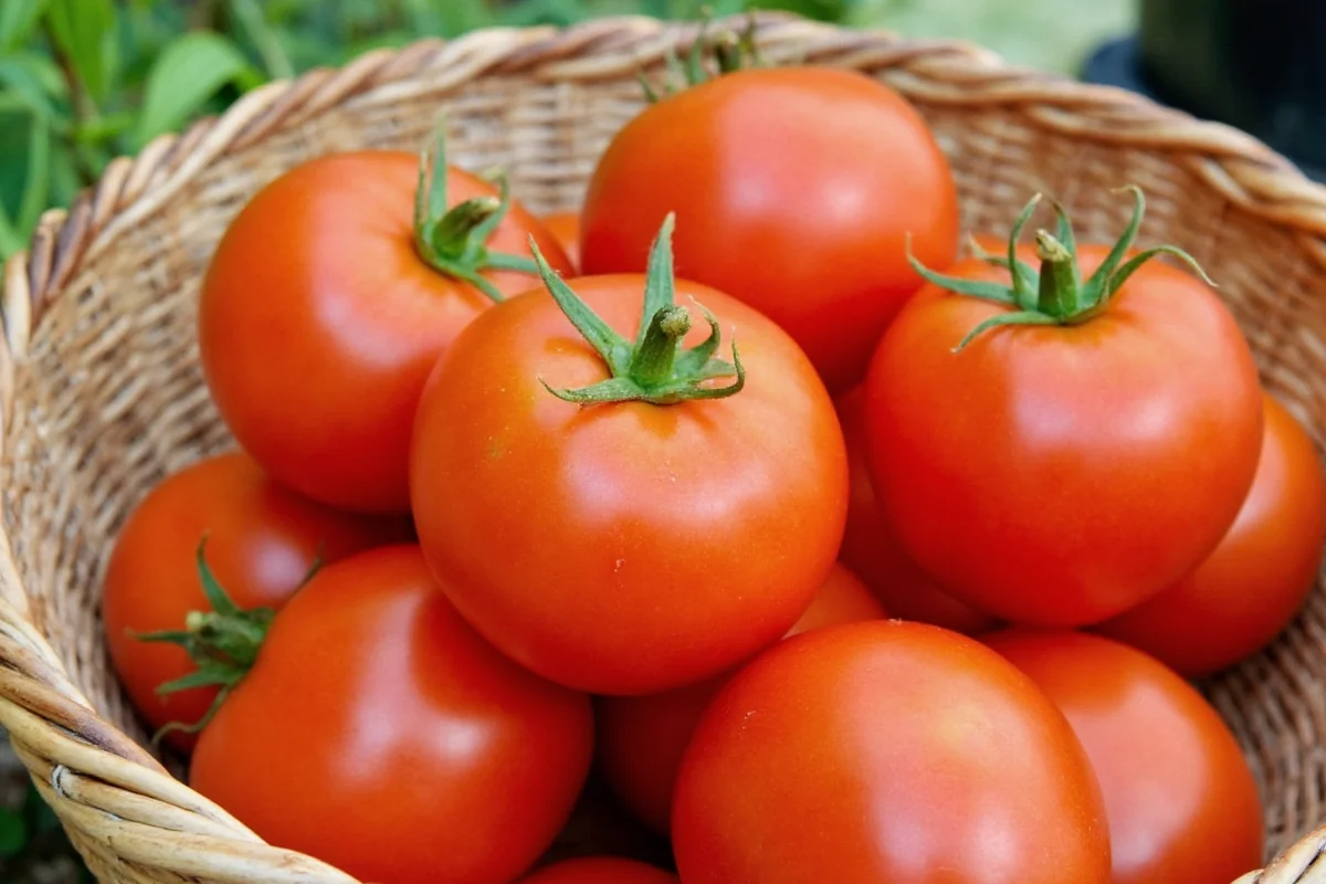 how much water for a tomato plant