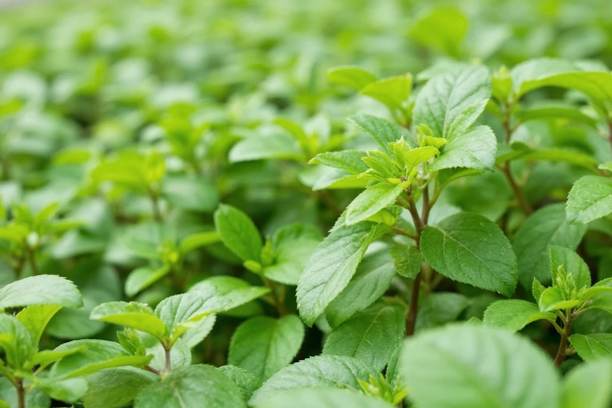 how to propagate money plant