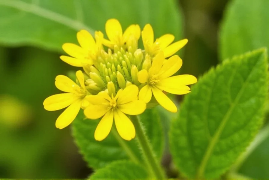 Close-up view of yellow sweet clover flowers showing individual blossoms
