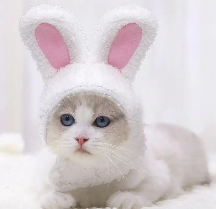 

Cute Pet Accessories Soft Cat Collar Pets Collars Cat for cat