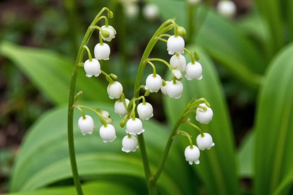 0501 lily of the valley