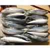 Fresh fish frozen canned purpose mackerel prices