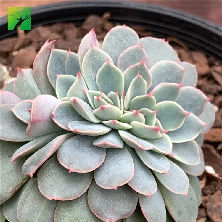 
Hot sale rare natural succulent plant Echeveria Fantastic Fountain Crest 