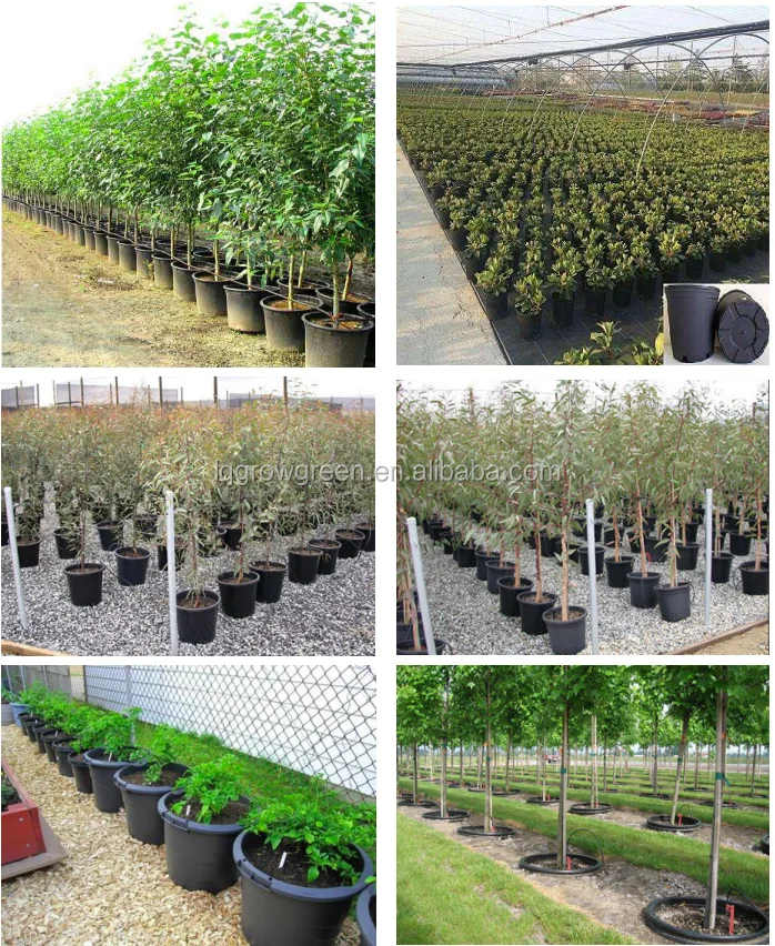 gallon pot application (2).png