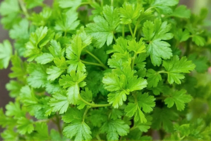 Science-Backed Health Benefits of Coriander Explained