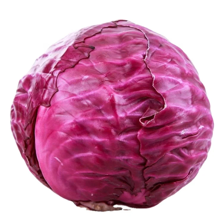 fresh planting red cabbage purple cabbage hot sale chinese