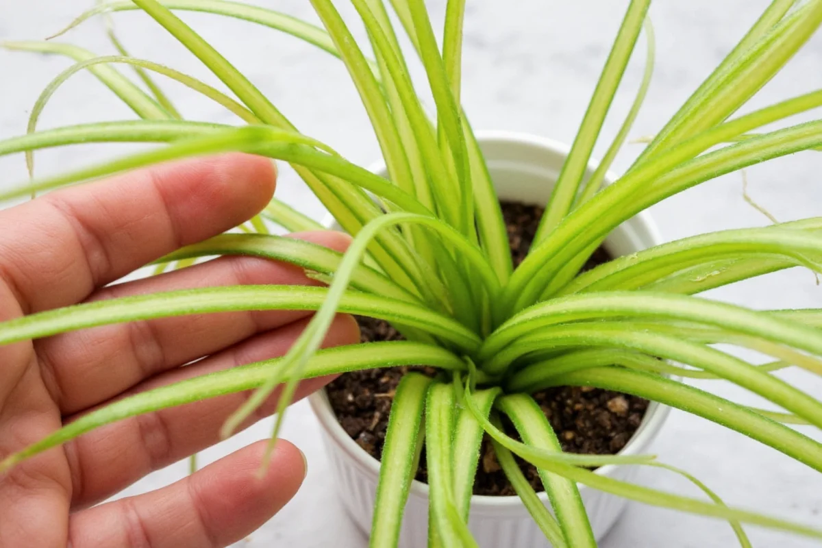 how to propagate a spider plant