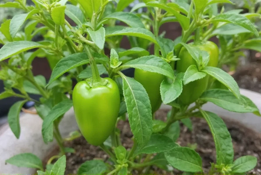 How Often to Water Pepper Plants: Complete Guide