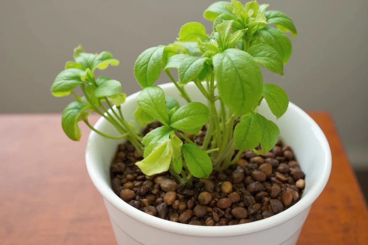 how to propagate a chinese money plant