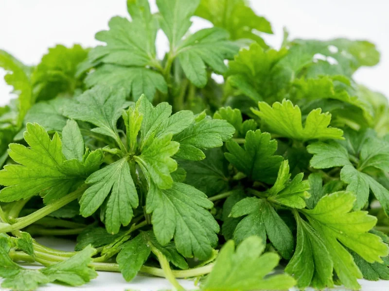 Best Substitutes for Dry Parsley: Practical Alternatives