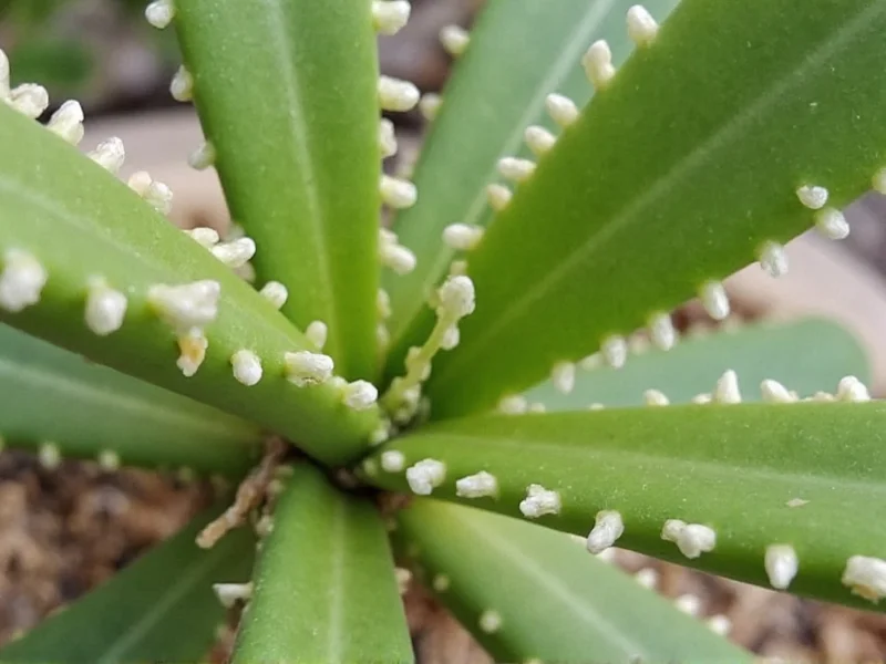 Mealybugs cottony clusters on succulent stem indoor plant pests identification pictures
