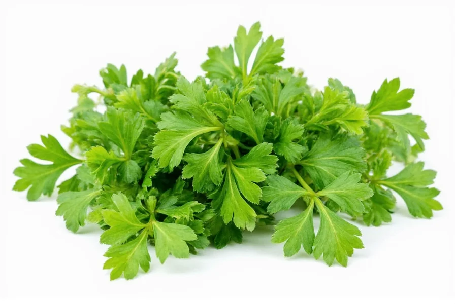 Fresh coriander leaf bunch with vibrant green leaves and thin stems