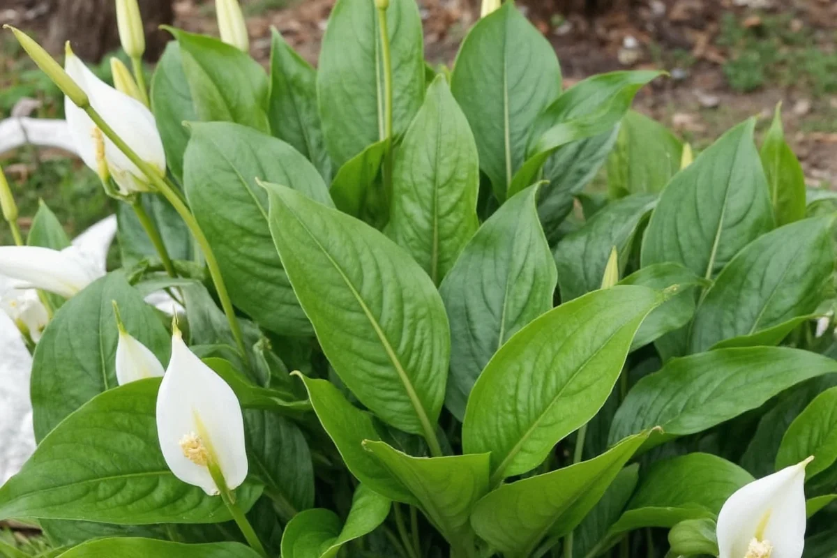 how do i take care of a peace lily plant