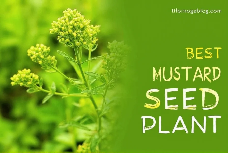 Close-up view of mustard seed plant showing yellow flowers and developing seed pods in a garden setting