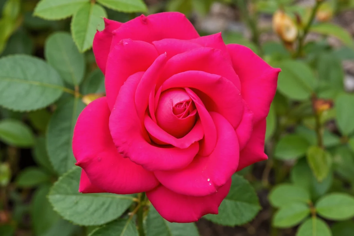 how to plant and care for roses