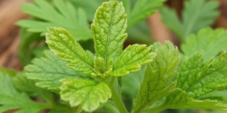 Celery Seed: Tiny Powerhouse or Just Another Spice? A Spicy Surprise from the Pantry!