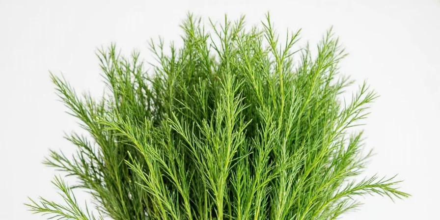 Bundle of dry dill weed on wooden table