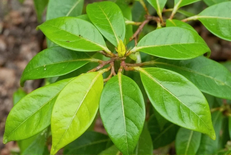 Cinnamon plant showing young tree with characteristic leaves and bark structure in tropical environment