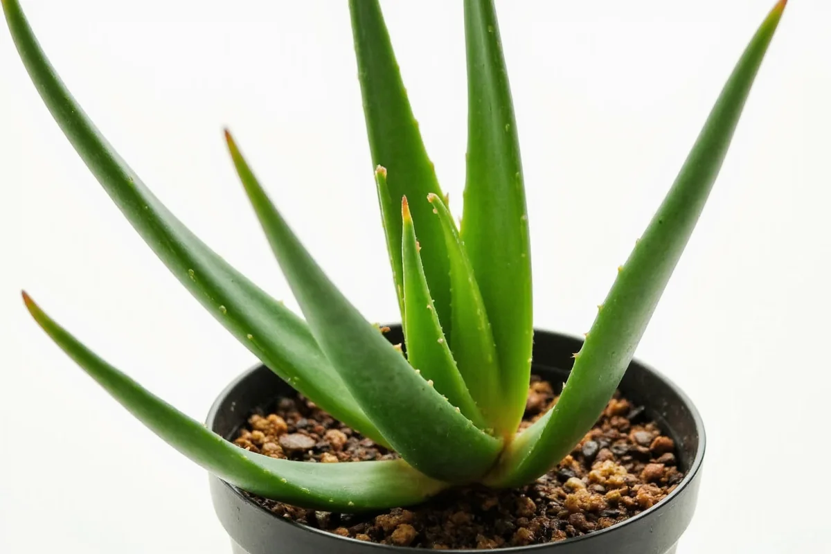 how to take care of an aloe vera plant indoors