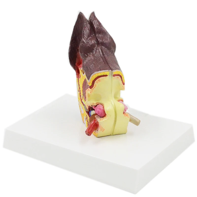 Gelsonlab Hsbm493 Canine Ear Model Dog Ear Animal Anatomy Model For