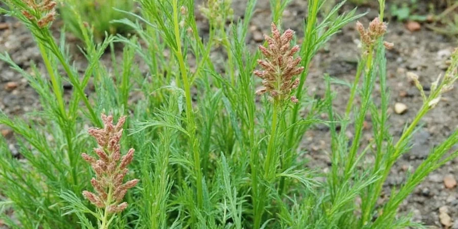 Dill Weed vs Dill: The Great Herb Showdown – Which One Should Be in Your Spice Rack?
