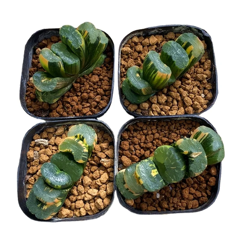 
Wholesale Succulent The Hotel Haworthia Truncata Variegata Beizai 