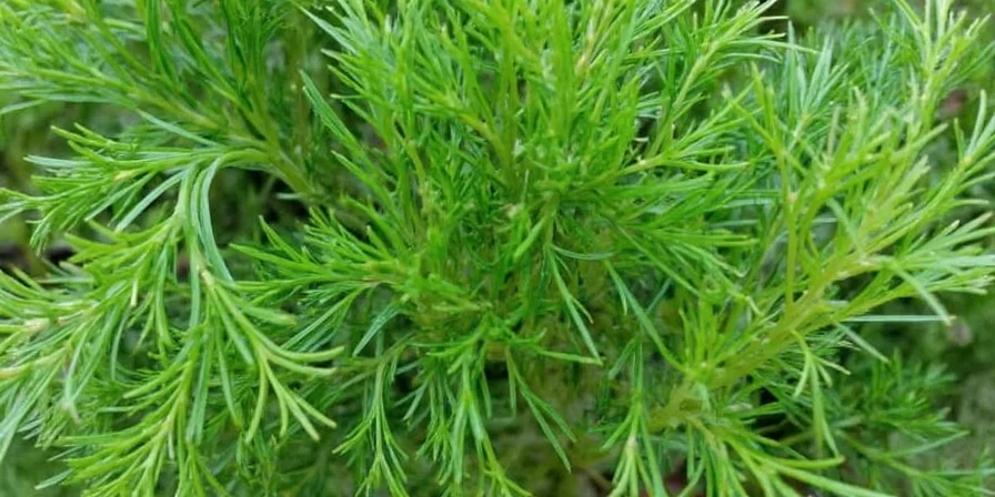 Dill stored in a jar of water inside the fridge