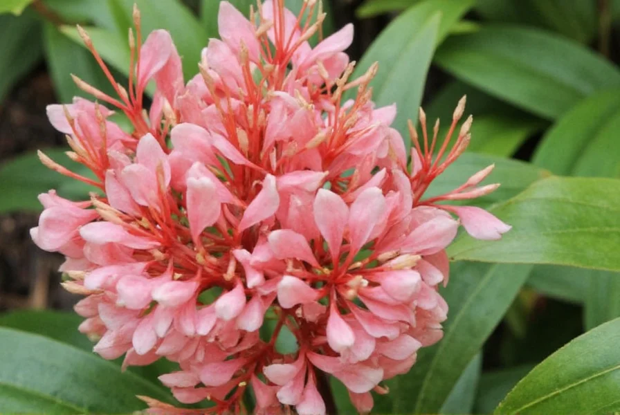 torch ginger