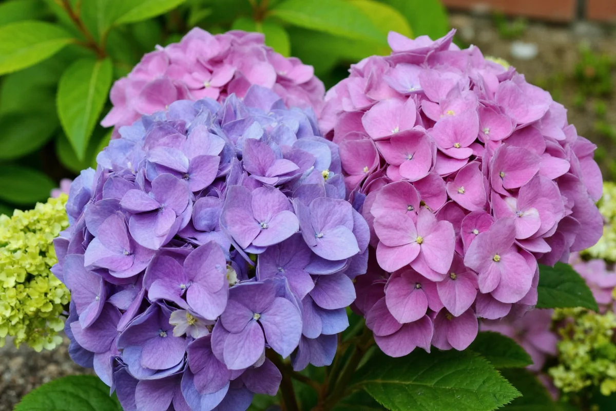 how to transplant hydrangea plants