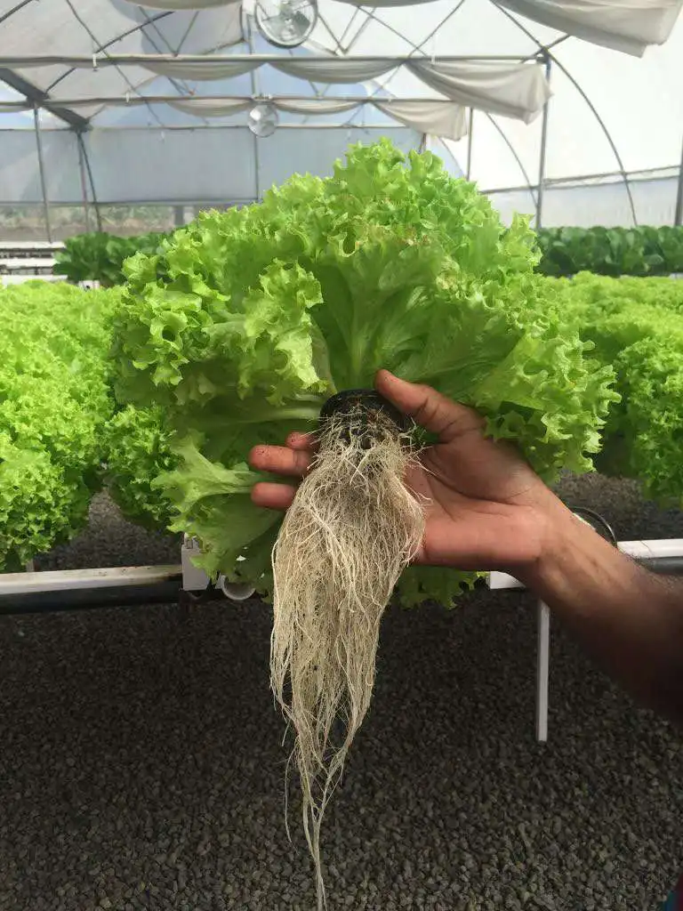 hydroponic net cups