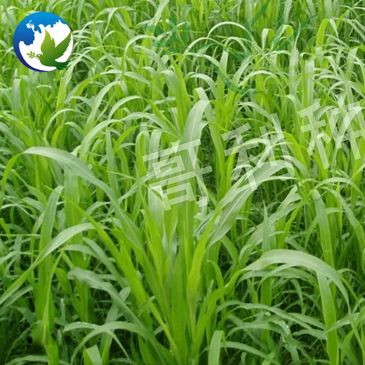 
Hybrid Grass Forage Seeds Gaodan Sudangrass Bicolor Hybrid Sudangrass Sudanense Seed Sorghum Sudan Grass Seeds 