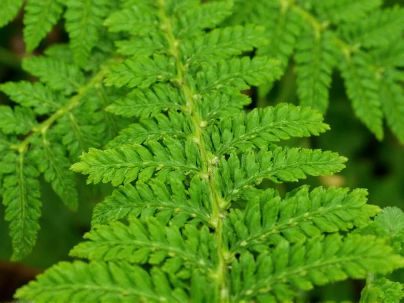 Maidenhair Fern: The Plant That Looks Like Dill