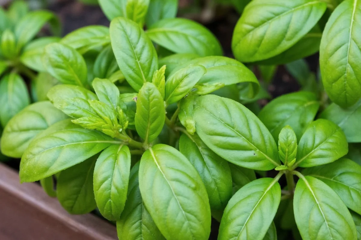 how plant basil