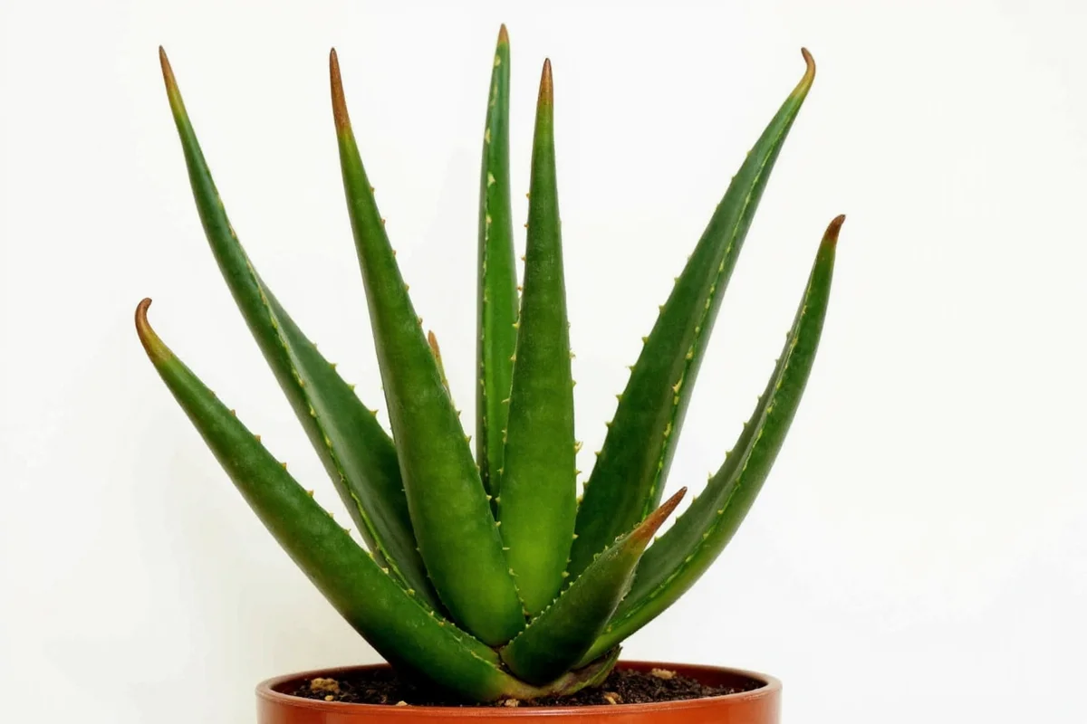 how to plant aloe vera plant indoors