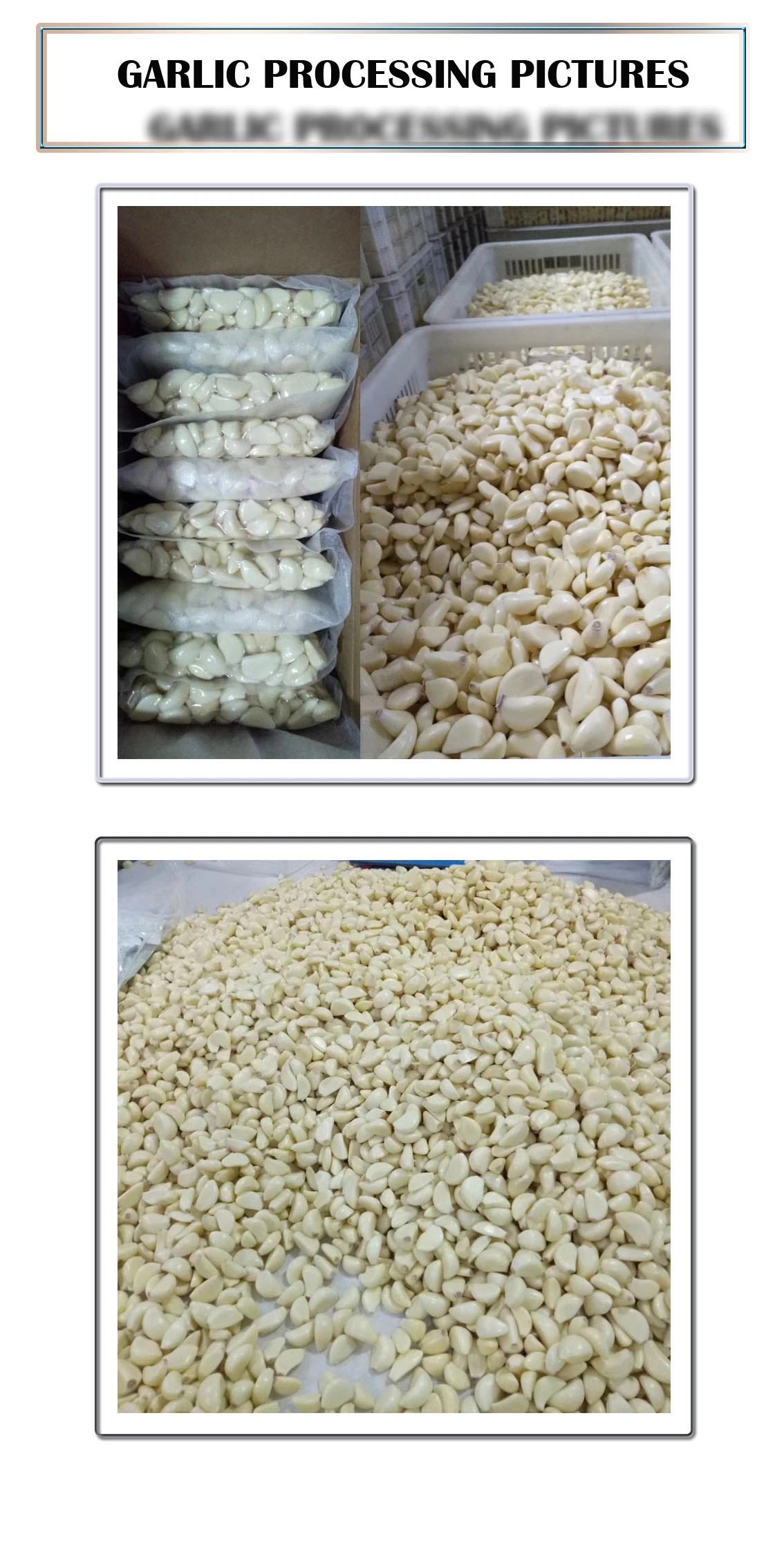 Topchances 20kg/h Commercial Garlic Peeling Machine Automatic