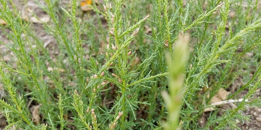 International dishes featuring dill weed