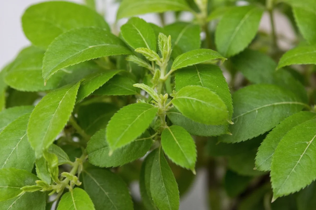 hydrangea flowers how to dry and preserve them