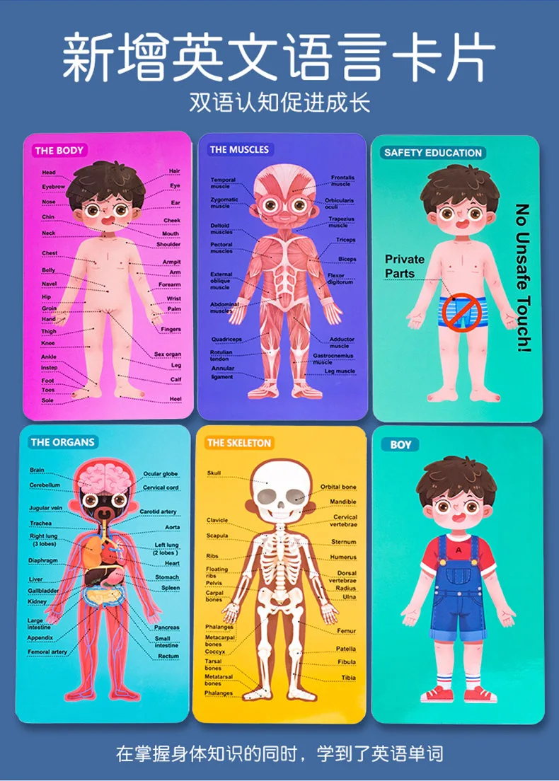 body structure jigsaw puzzle body cognition jigsaw