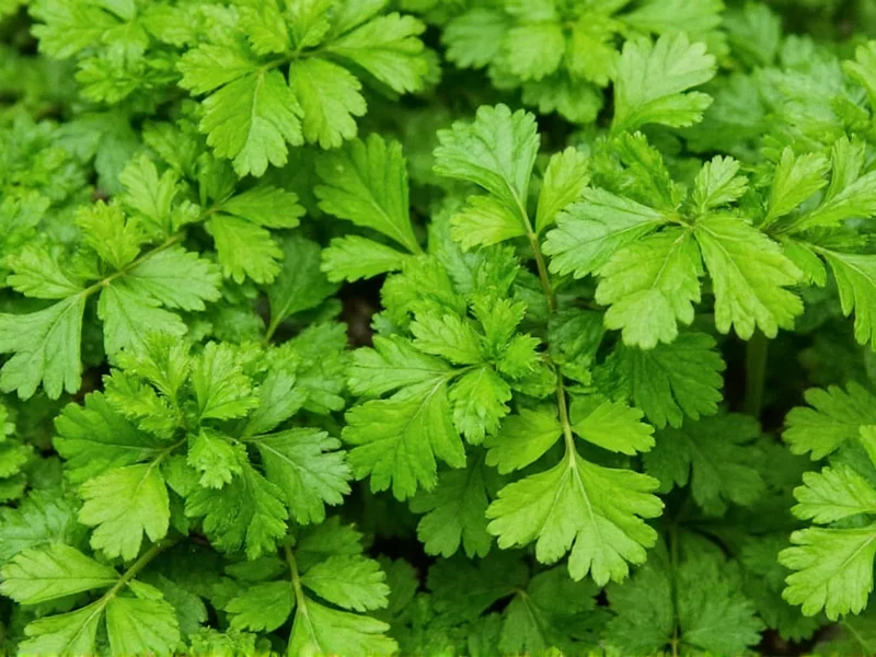Italian Parsley vs Cilantro: Not the Same Herb Explained