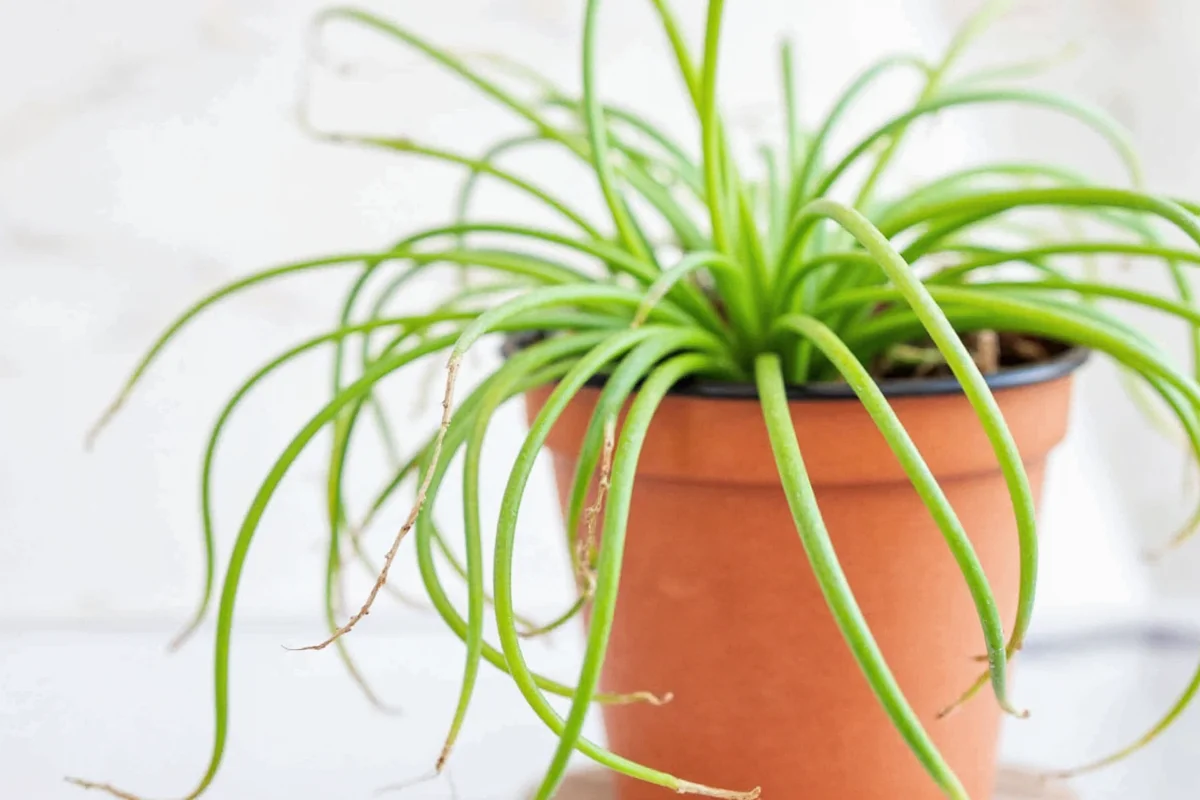 how do you propagate a spider plant