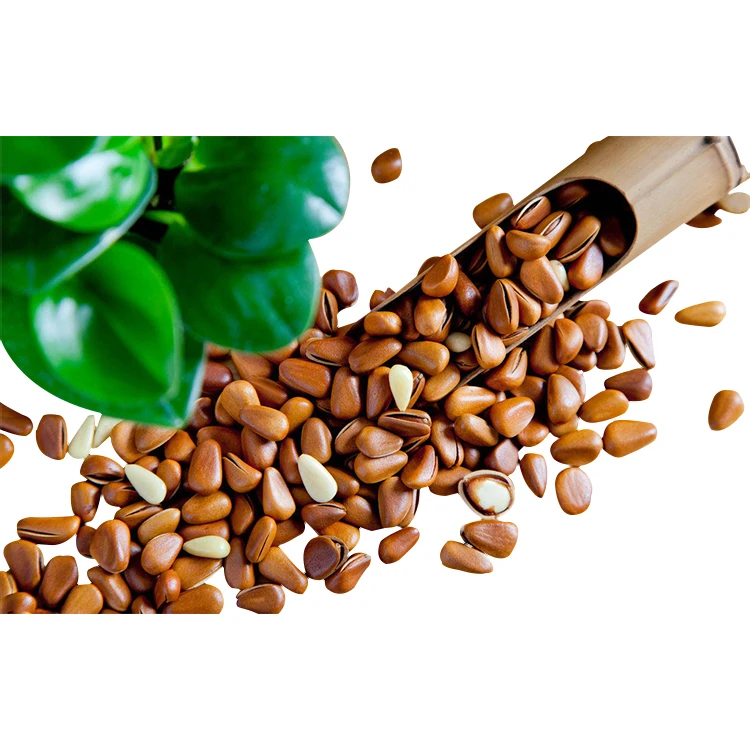 delicious pine nuts kernel price pine nut kernel for sale