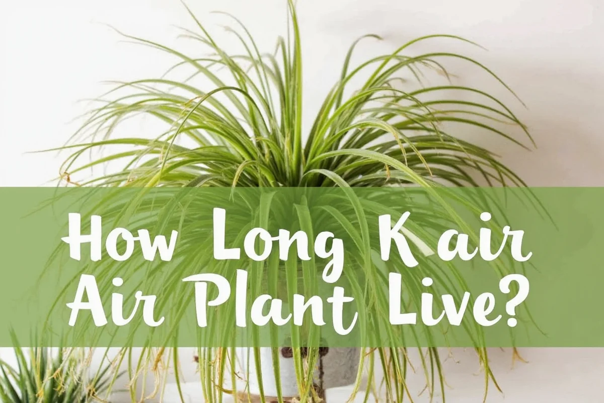 how long does air plant live