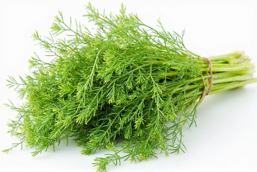 Anise vs Fennel Plant: Key Differences Explained