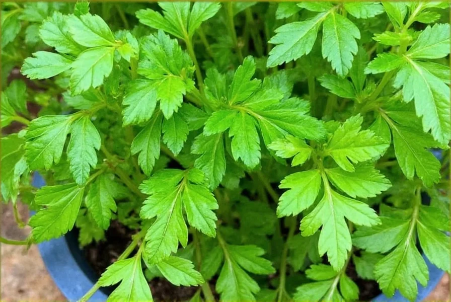 Coriander Seeds Grow Cilantro: Complete Growing Guide